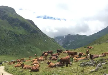 troupeau de vaches paissant en montagne