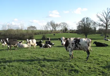 Vaches normandes dans un prairie bocagère