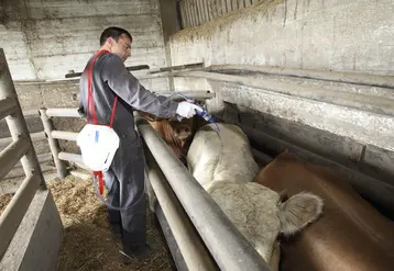 Vétérinaire appliquant un produit antiparasitaire dans un élevage de bovins viande. 