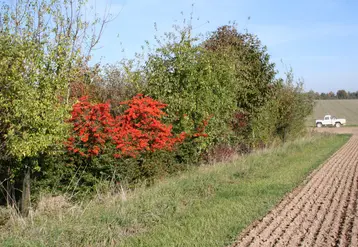 Haie d'arbustres en bordure de champs
