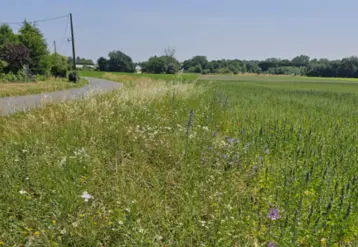 Bande fleurie en bordure de route et de champ
