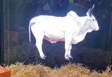   Hologramme de la vache Biguine  