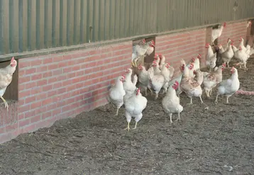 Volailles sortant d'un bâtiment