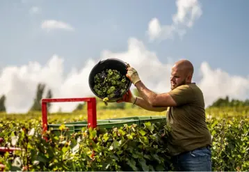 Homme travaillant dans un vignoble