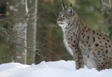 lynx dans la neige