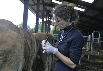 Vétérinaire en milieu rural réalisant une prise de sang dans un élevage de bovins viande. 