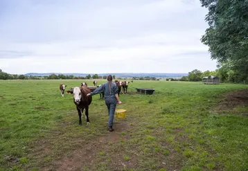 Une agricultrice apporte des compléments alimentaires à ses génisses de race abondance au pâturage