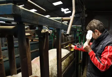 Vaccination d'un bovin dans un élevage de Reims issu d'un lot de broutards de race Charolaise et Salers.