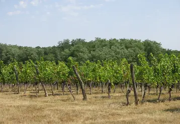 champ de vignes avec des arbres en arrire-plan
