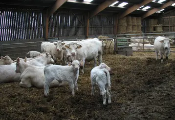  Troupeau de charolaises en stabulation avec les veaux. 