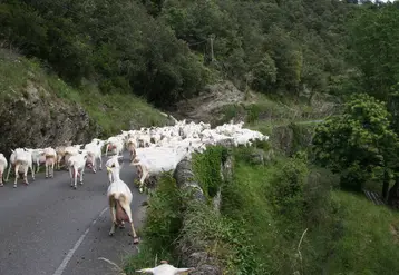 un troupeau de chèvres avançant sur une route de montagne