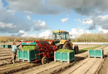 travaux de récolte de mâche dans un champ