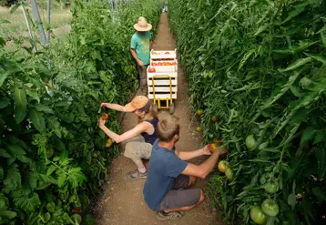 Salariés agricoles saisonniers récoltent des tomates sous serre 