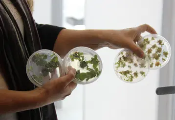 Boîte de Petri contenant des cultures de soja in vitro pour produire des OGM dans un laboratoire argentin de biotechnologie végétale 
