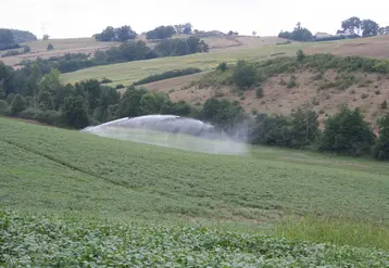champ irrigué