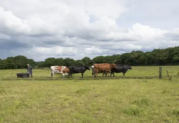 Eleveur avec ses vaches laitières aux pâturages dans le Finistère en Bretagne. 