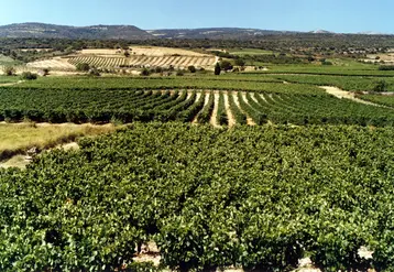 paysage de vignes et de collines