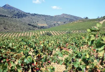 champs de vignes et montagne, paysage occitan