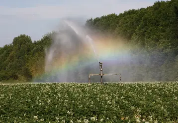 Irrigation de pommes de terre au canon à eau dans le Nord-Pas-de-Calais.