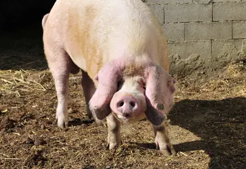 Porc de la race Blancs de l’Ouest