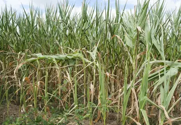 aïs non irrigué dont le développement a été entravé par la sécheresse et les températures élevées