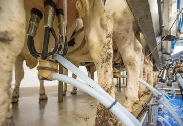 pis des vaches appareillés pour la traite automatique