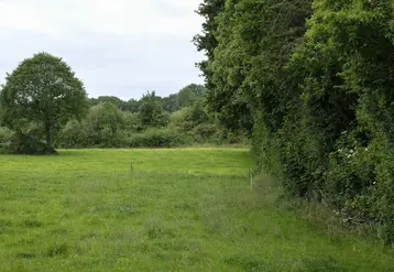 Prairie de trèfles avec une haie fin mai. 