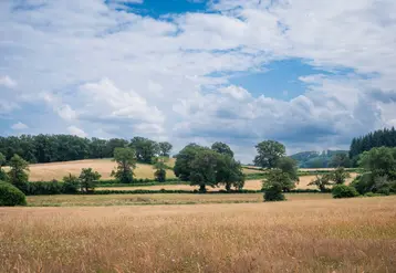 Prairie permanente dans la Creuse, début juillet 2024