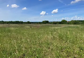 Parcelle en jachère. 