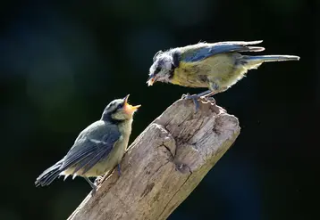 Mésanges sur une branche d'arbre