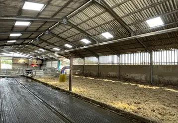Aire paillée dans une stabulation pour vaches laitières