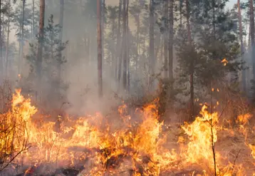 Feu de forêt pendant un incendie. 