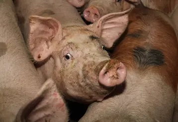 cochons
