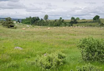 des vaches pâturent dans une prairie naturelle