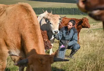 Pauline Garcia, comportementaliste animalière et éleveuse, au milieu de son troupeau de Salers et d’Aubrac dans le Cantal.