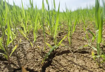 Culture d' orge de printemps pénalisée par un temps sec dans le sud Seine-et-Marne.