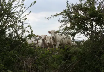 Troupeau allaitant charolais au pâturage.