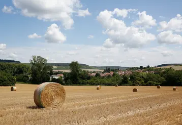 Paysage agricole en été dans la Marne 