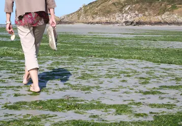 Pollution d' une plage bretonne par les algues vertes .
