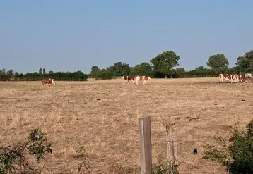 FDSEA du Jura  Vaches montbéliardes pâturant sur une prairie grillée par la sécheresse  