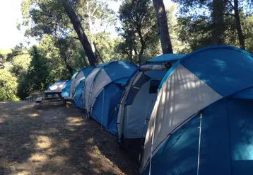 Tentes de plus de deux mètres alignées et sous des arbres.