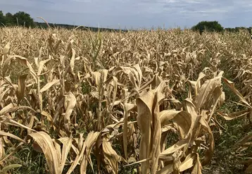 Champ de maïs en Charente