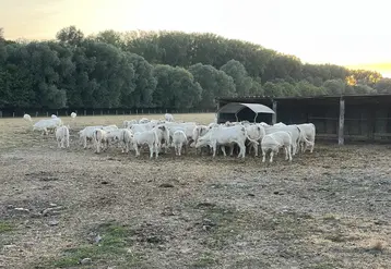 Charolaise près d’un abreuvoir dans le Nord sur une prairie desséchée. 