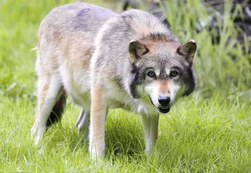  Loup européen de face dans le parc animalier de Sainte-Croix.
