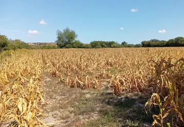 Champ de maïs grillé par la canicule et la sécheresse dans la Manche  
