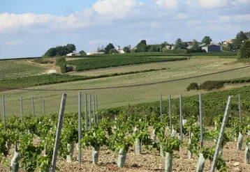  Vignes en Charente-Maritime