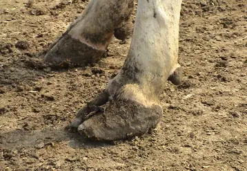 Pieds avant d'une vache laitière dans un élevage. 