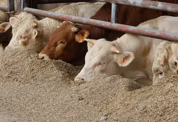 Distribution de la ration alimentaire à des broutards charolais dans un élevage allaitant.