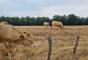 Troupeau de vaches Aubrac dans une prairie sèche dans l’Aveyron en juillet 2026 année de sécheresse. 