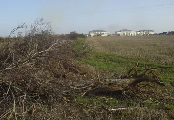Haie arrachée en Normandie